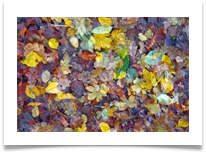 2 - Leaves - Multiple Exposure - Chris Beesley